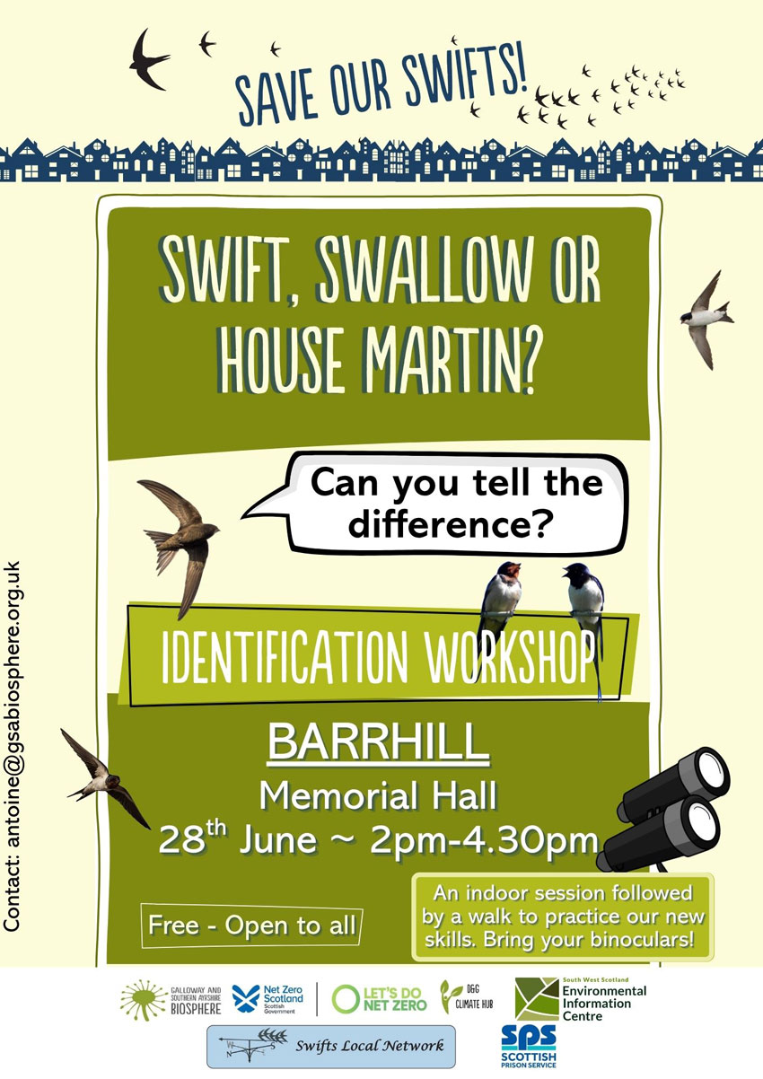 swifts